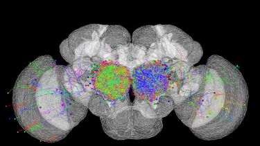 From the fruit fly brain observatory