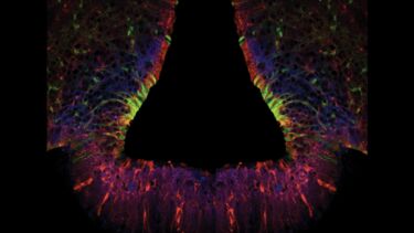 Tanycytes