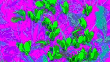 Transformation series cyclamen