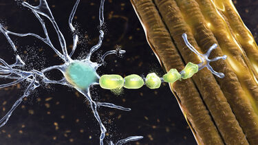 motor neurons