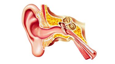 Ear