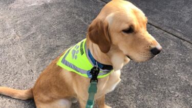 Oliver ready for work
