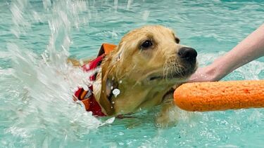 Oliver in a pool