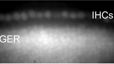 SD image mono