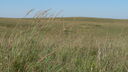 Grasslands