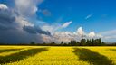 Ukrainian field with sun on it