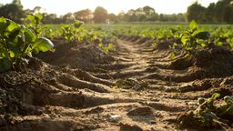 Soil 