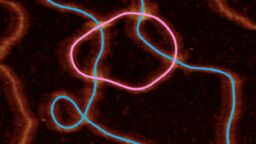 DNA molecules